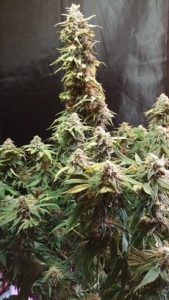 harvest daze