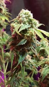 harvesting