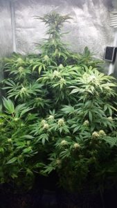 vegetative