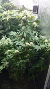 flowering and vegetative