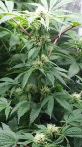 flowering