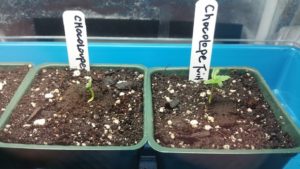 Chocolope Twins