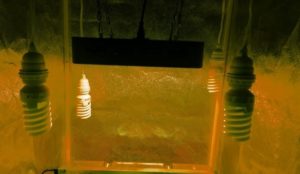 grow tent