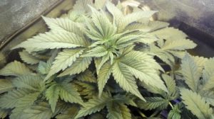 marijuana plant with space problem