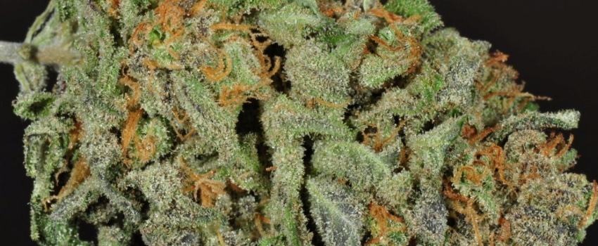 i love growing marijuana