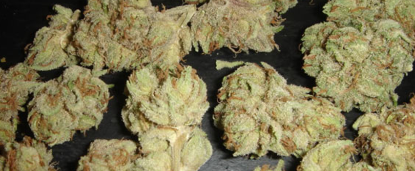 i love growing marijuana