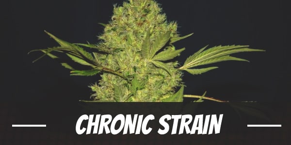 Chronic Strain