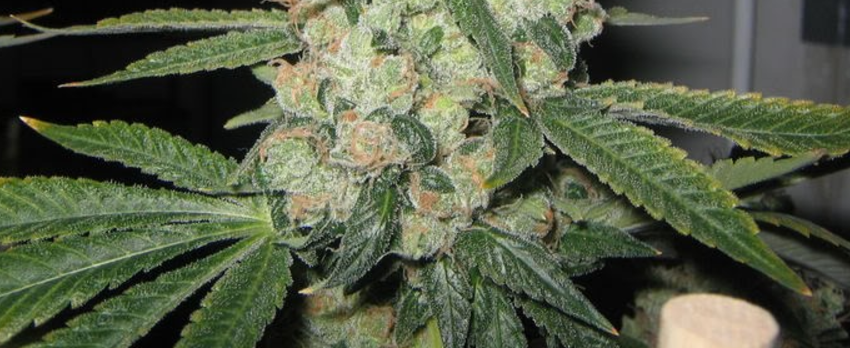 East Coast Diesel >> East Coast Sour Diesel Strain Review I Love Growing Marijuana East Coast Diesel >> East Coast Sour Diesel Strain Review I Love Growing Marijuana