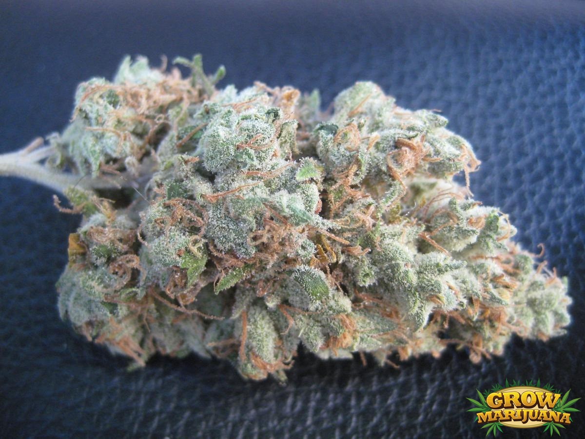 Grape Kush Strain Review I Love Growing Marijuana