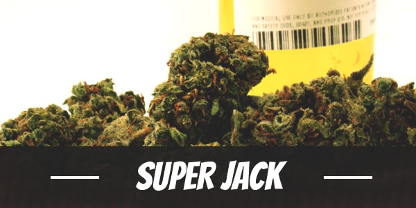 Super Jack Strain