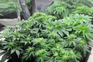 Amnesia-Haze-colas