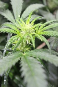 Amnesia-Haze
