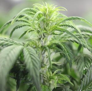 green-healthy-haze