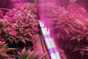 DIY gravity-fed-drop-irrigation