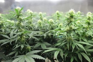 healthy-plants-irrigation