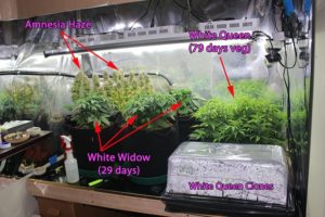 inside-grow-room