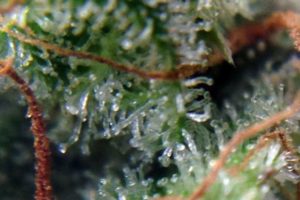 trichomes