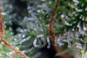 trichome-forest