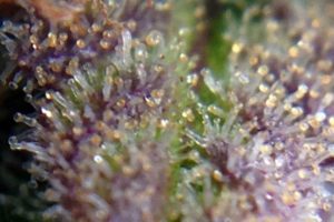 purple-small-trichome-forest