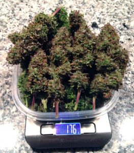 white-queen-harvested