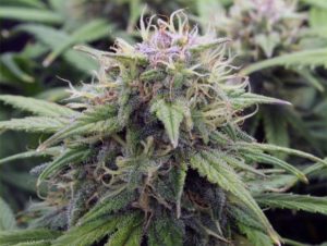AH-autoflower