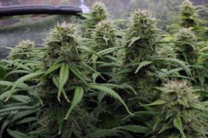 AH-autoflowers