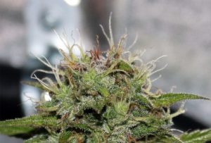 amber-trichomes