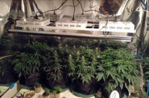 plants-under-300wats-LED