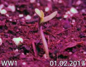 blooming-plants