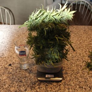 DIY-grow-box-result