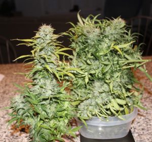 healthy-DIY-grew-plant