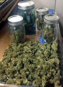 3.5-ounces-of-dried-weed