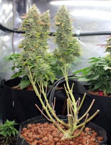 second-AH-plant