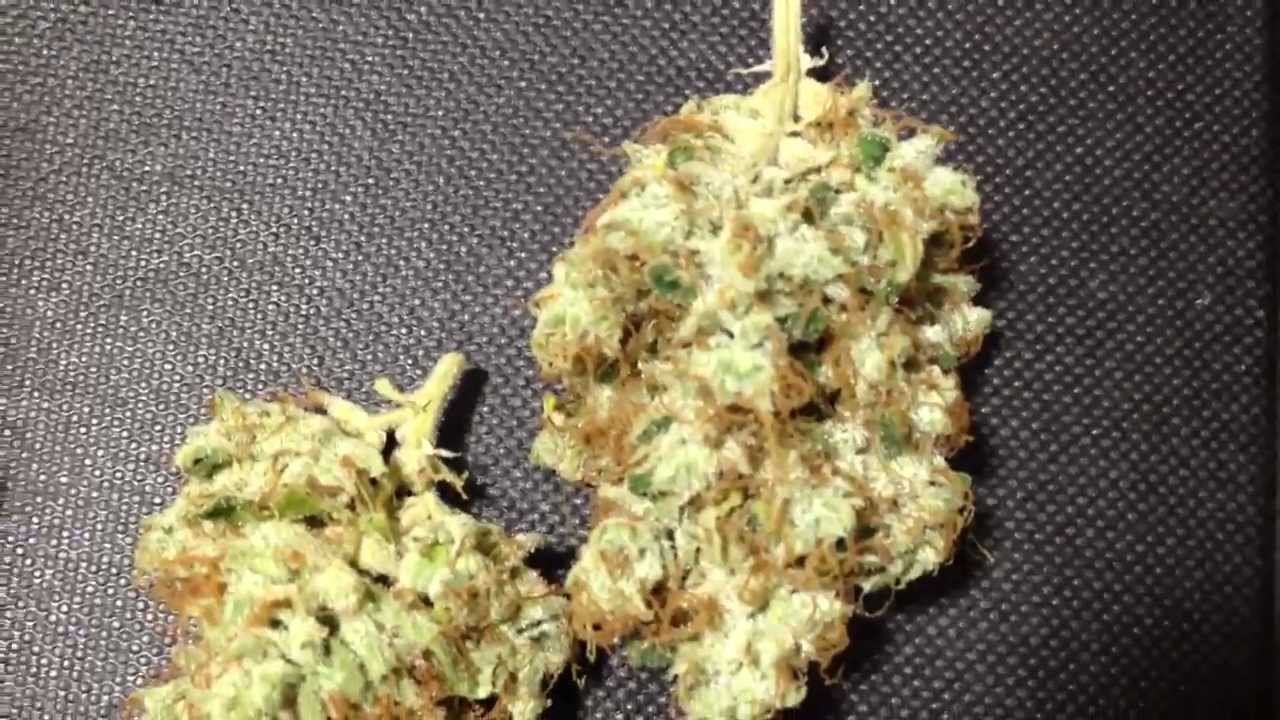 East Coast Diesel >> East Coast Sour Diesel Strain Review I Love Growing East Coast Diesel >> East Coast Sour Diesel Strain Review I Love Growing