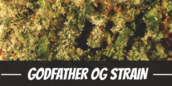 Godfather OG Strain