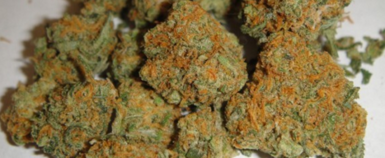 Orange Haze Cannabis Strain Information & Review - ILGM