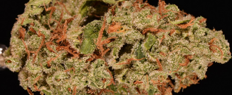 Orange Haze Cannabis Strain Information & Review - ILGM