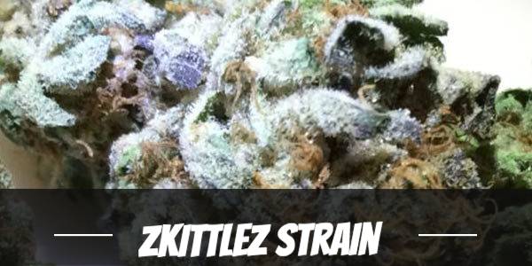Zkittlez Strain