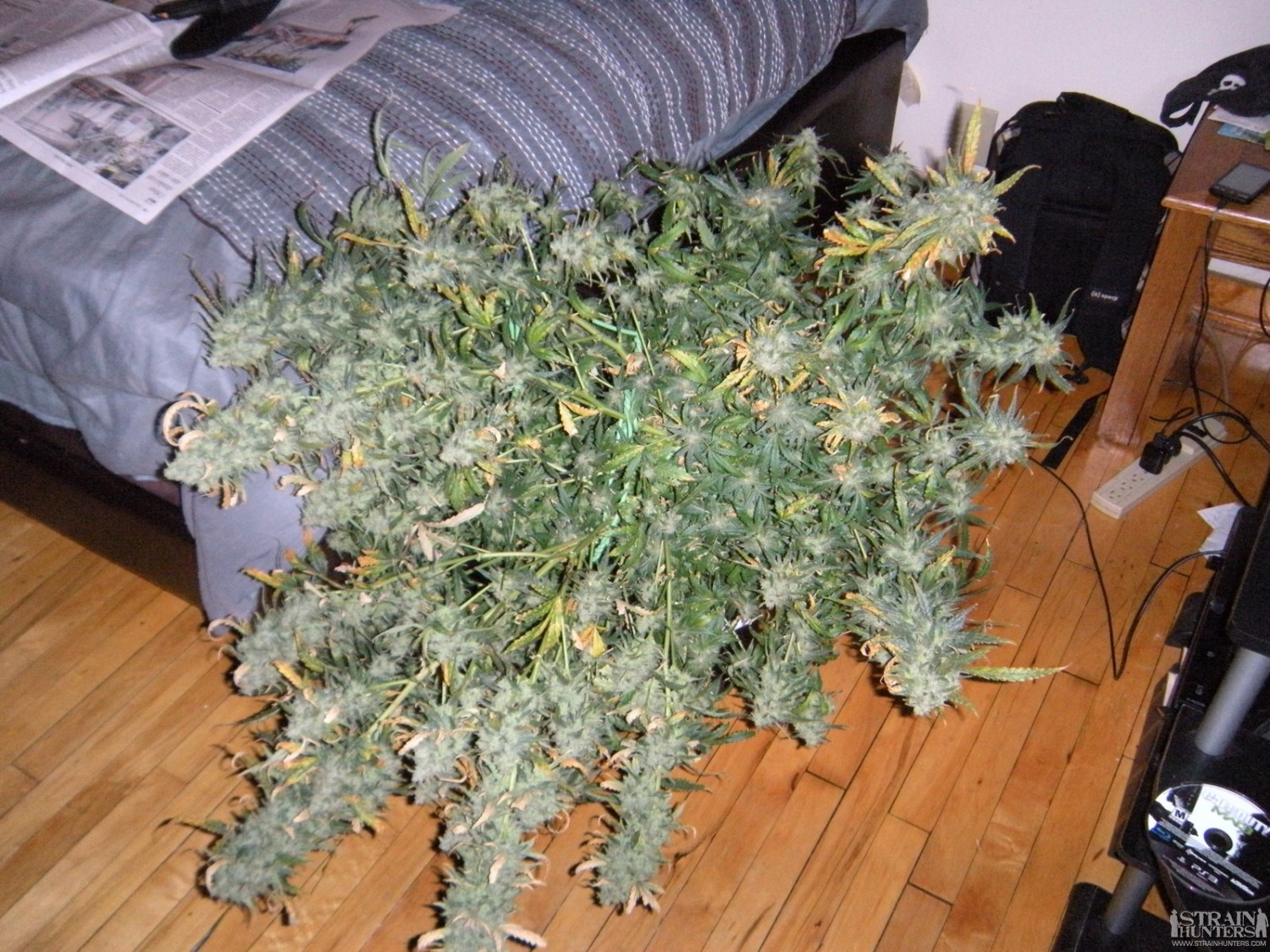 Exodus Cheese Strain Review I Love Growing Marijuana