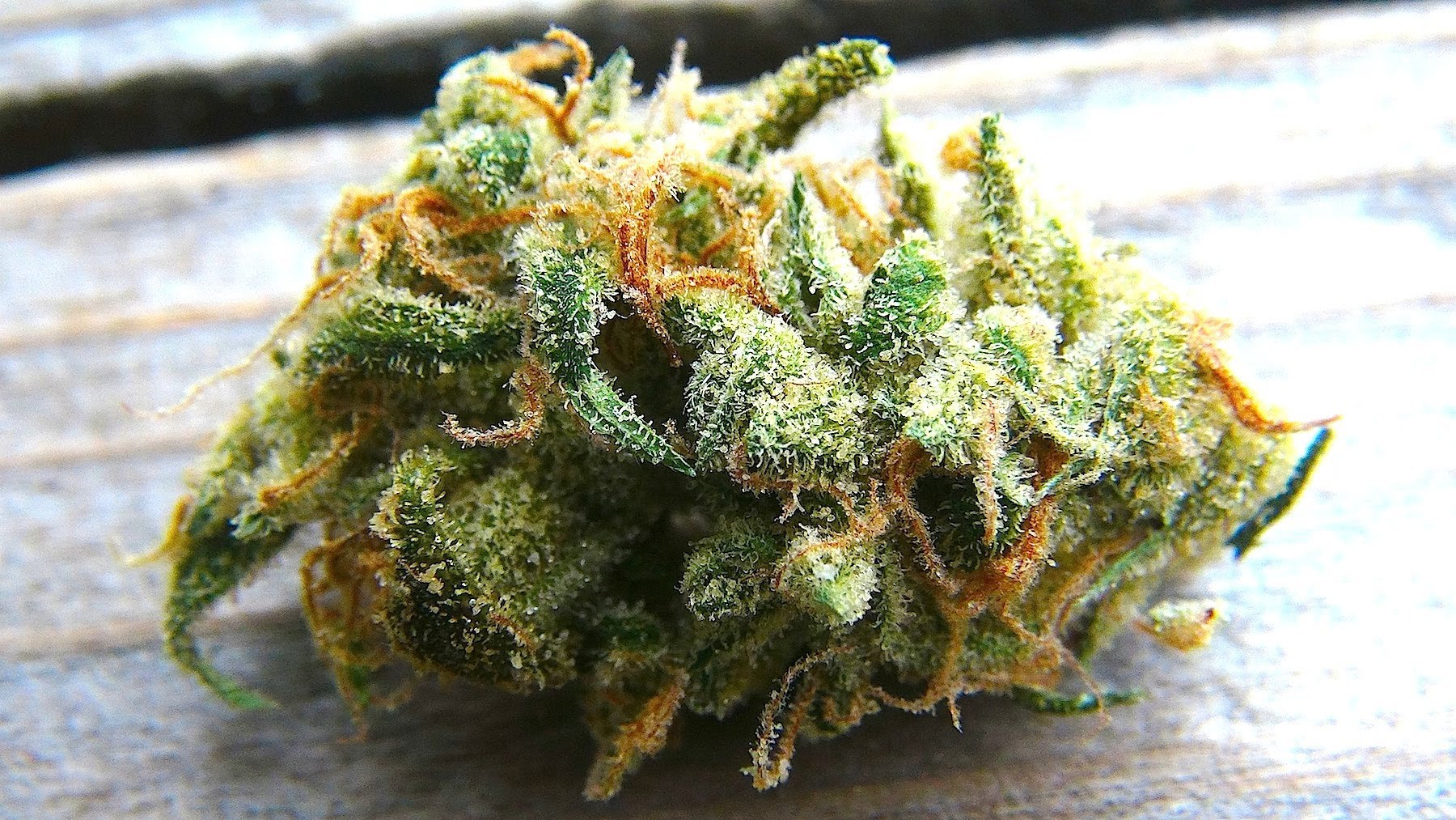 The Ultimate Orange Cookies Strain Review I Love Growing Marijuana