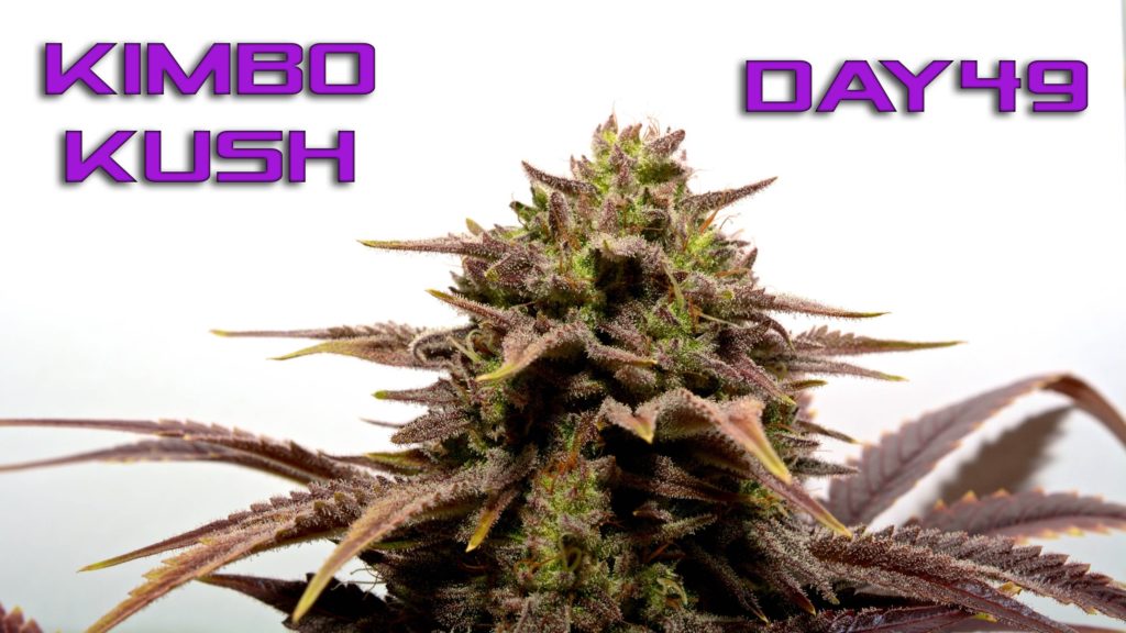Kimbo Kush Cannabis Strain Information & Review ILGM