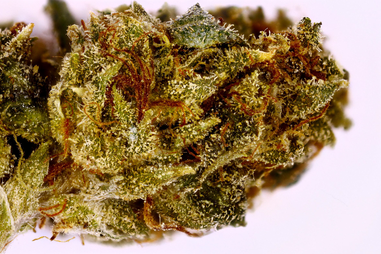 Venom OG Strain Review - I Love Growing Marijuana