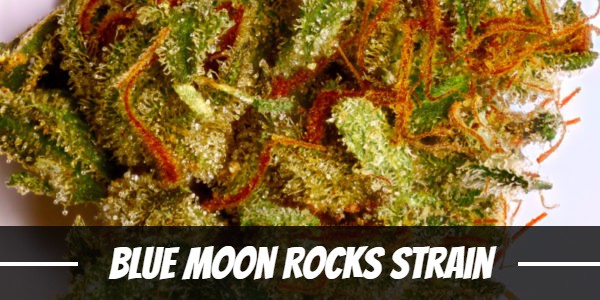 Blue Moon Rocks Strain