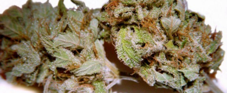 Blue Moon Rocks Cannabis Strain Information & Review ILGM