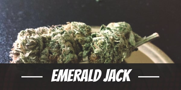 Emerald Jack Strain
