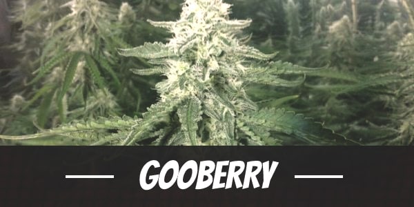 Gooberry Strain