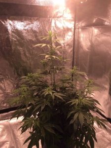 Secret Jardin L160 tent