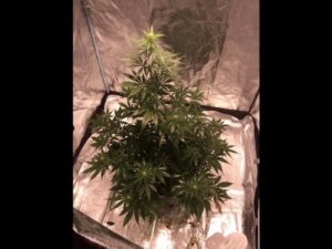 plants grown from seeds