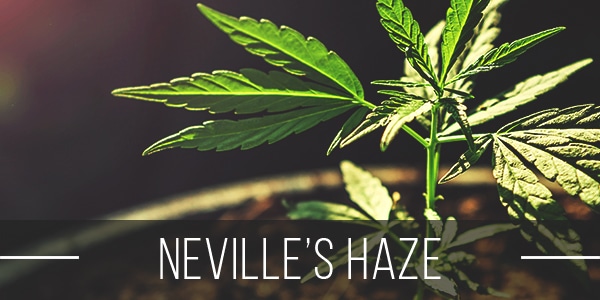 Neville’s Haze