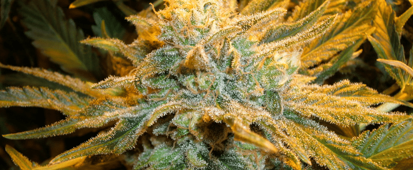 https://www.ilovegrowingmarijuana.com/wp/../wp-content/uploads/2017/09/Pure_Power_Plant.png Pure Power Plant